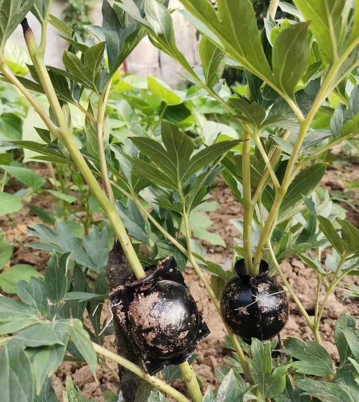 Reusable Plant Rooting Device High Pressure Plant Rooting Device Propagators High-Pressure Plant Breeding Ball