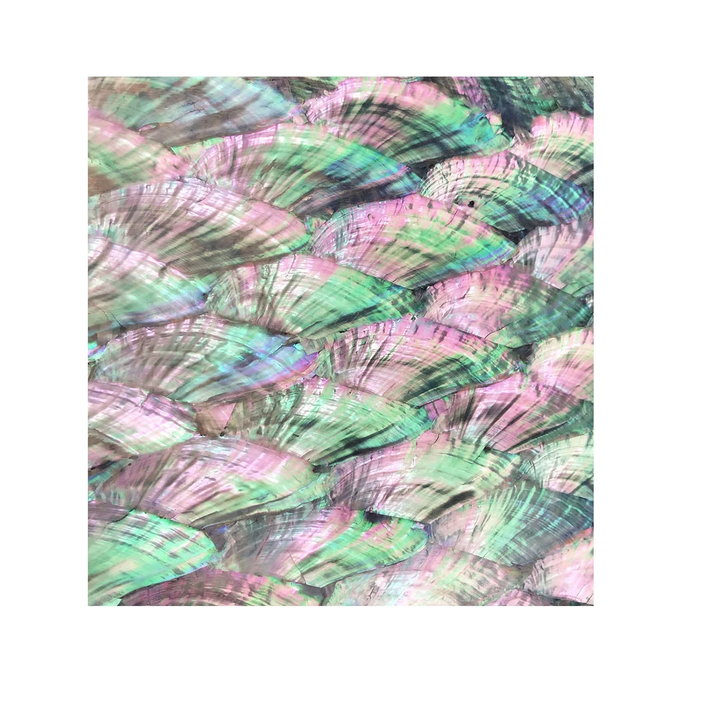 XE-069  Veneer Abalone Sheets Natural Shell Paper Scallop  In Shell Abalone Shell Chips For Art Jewelry Decoration