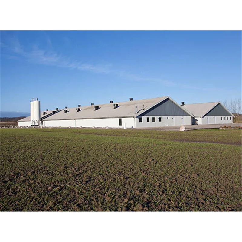Сборная куриная ферма Современная яичный слой птицефабрика дизайн для куриной