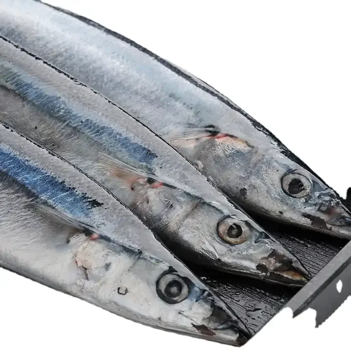 2024 New Catch Frozen Pacific Saury Fish Good Quality Various Size Cololabis Saira