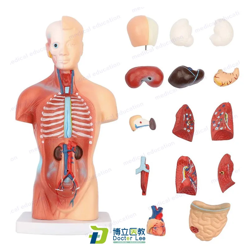 28cm Human Anatomical Models Torso Anatomy Model 15 Parts Body Organ Teaching Tool Skeleton