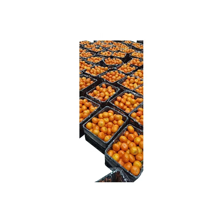 
Hot Selling Product Natural Satsuma Sweet Taste Sugar Fresh Orange Tangerine 