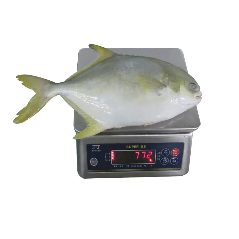 
Whole Round Frozen Golden Pompano Fresh Golden Pomfret Fish 