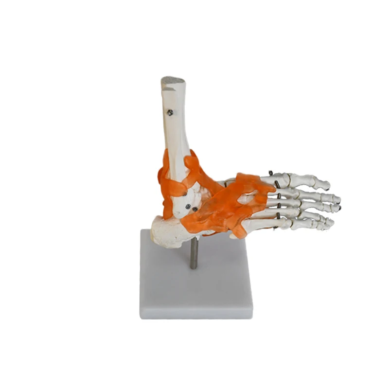 teaching skeleton model PVC bone model Anatomical human   with ligament foot joint model