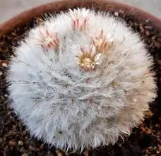 Реалистичный кактус Mammillaria