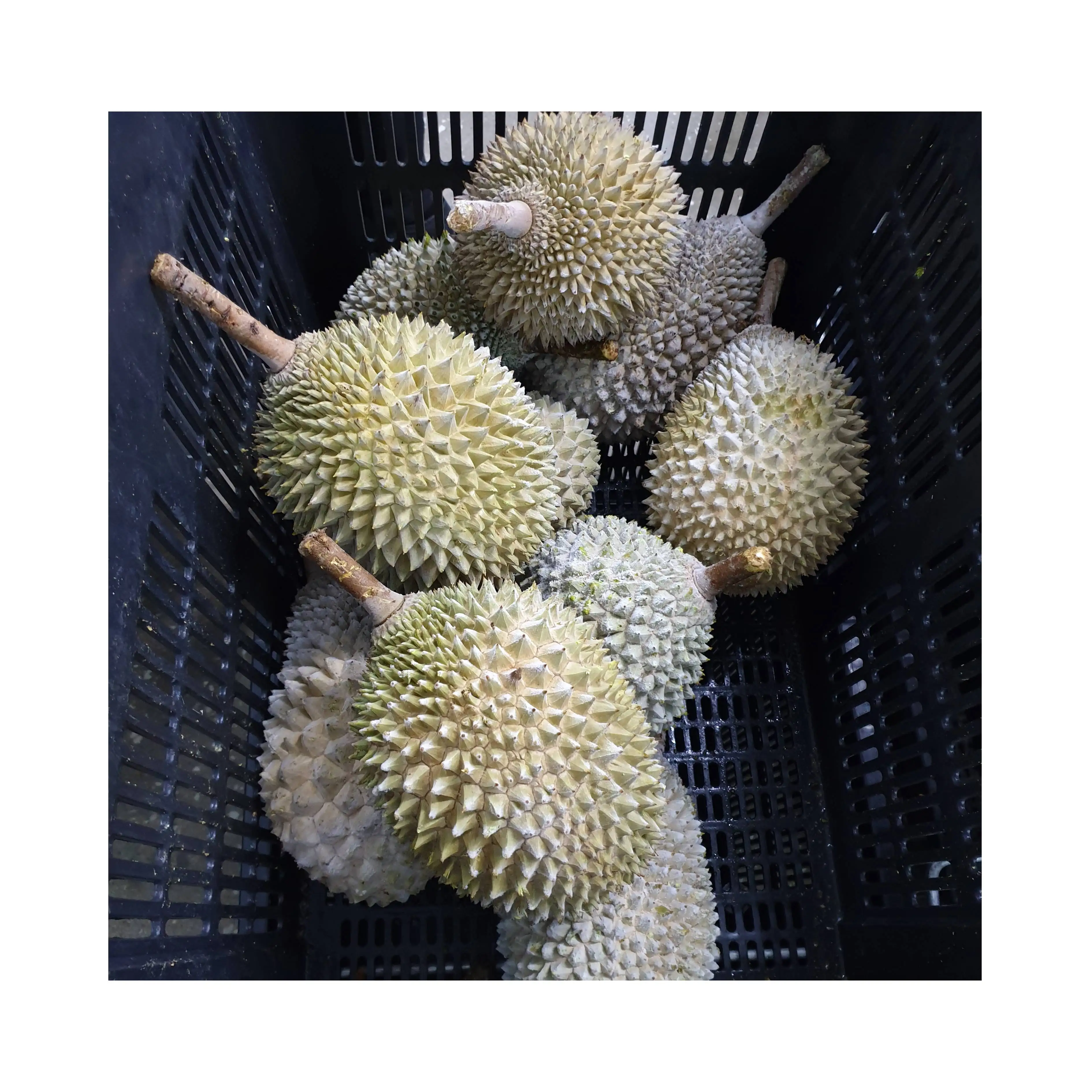Malaysia D101 Durian Frozen Whole Fruit | Top Wholesales Supplier Best Selling Premium Quality Delicious Aromatic Durian