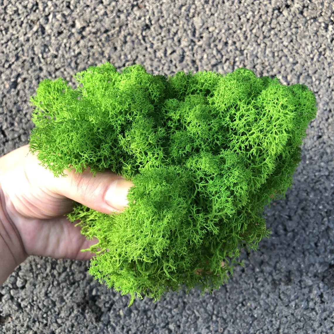 Wholesale hot sale natural green stabilized moss musgo preservado 500g colorful reindeer live preserved moss bulk