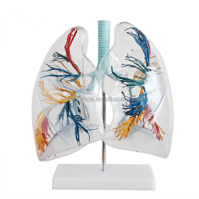 V-GF211208-3 Human transparent lung anatomy model two lungs bronchial tree structure respiratory system model