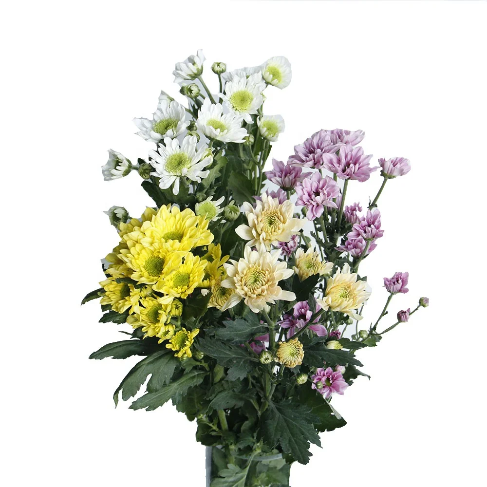 Ins Style Wholesale High Quality Yellow Fresh Cut Chrysanthemum Flower