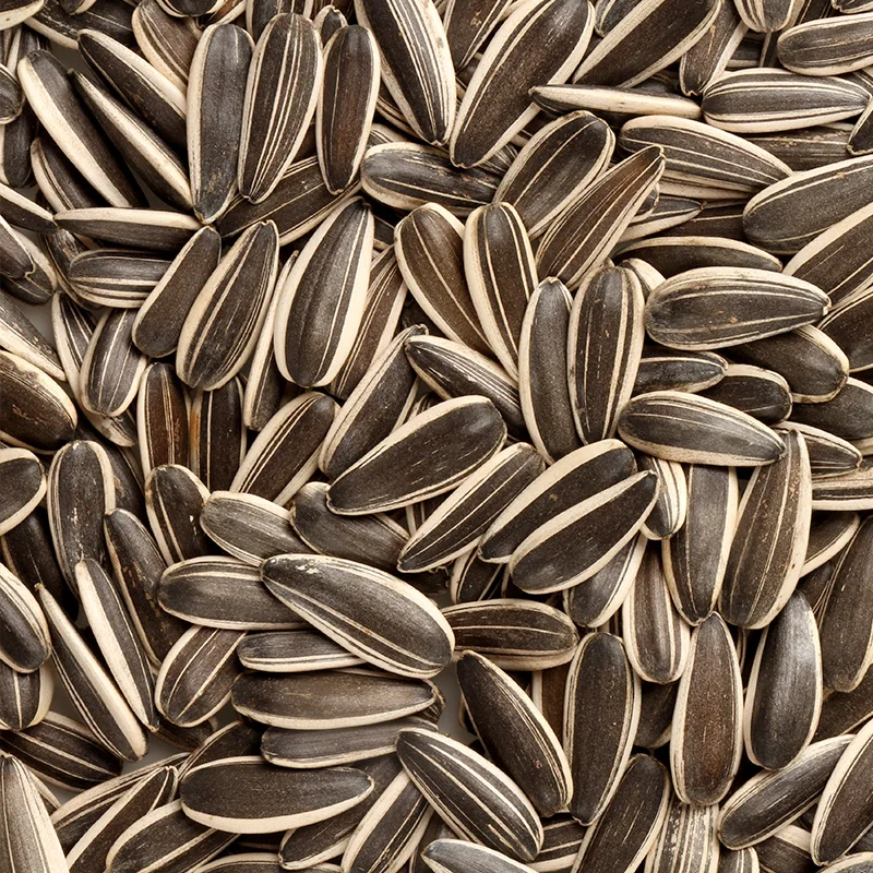All Sizes Raw Sunflower Seeds Black with White Strip . Cheap Price 601!