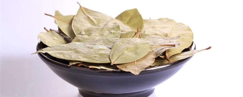 Wholesale most people buy pure natural bay leaf extract