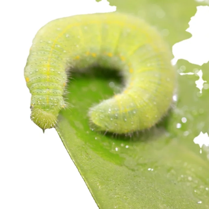 Fast effect Bio pesticides to control vegetable cabbage pests methomyl  insecticide PrGV WP
