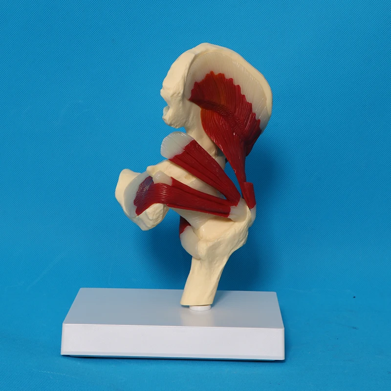Human Skeletal Anatomy Hip Joint Ligament Muscle Model
