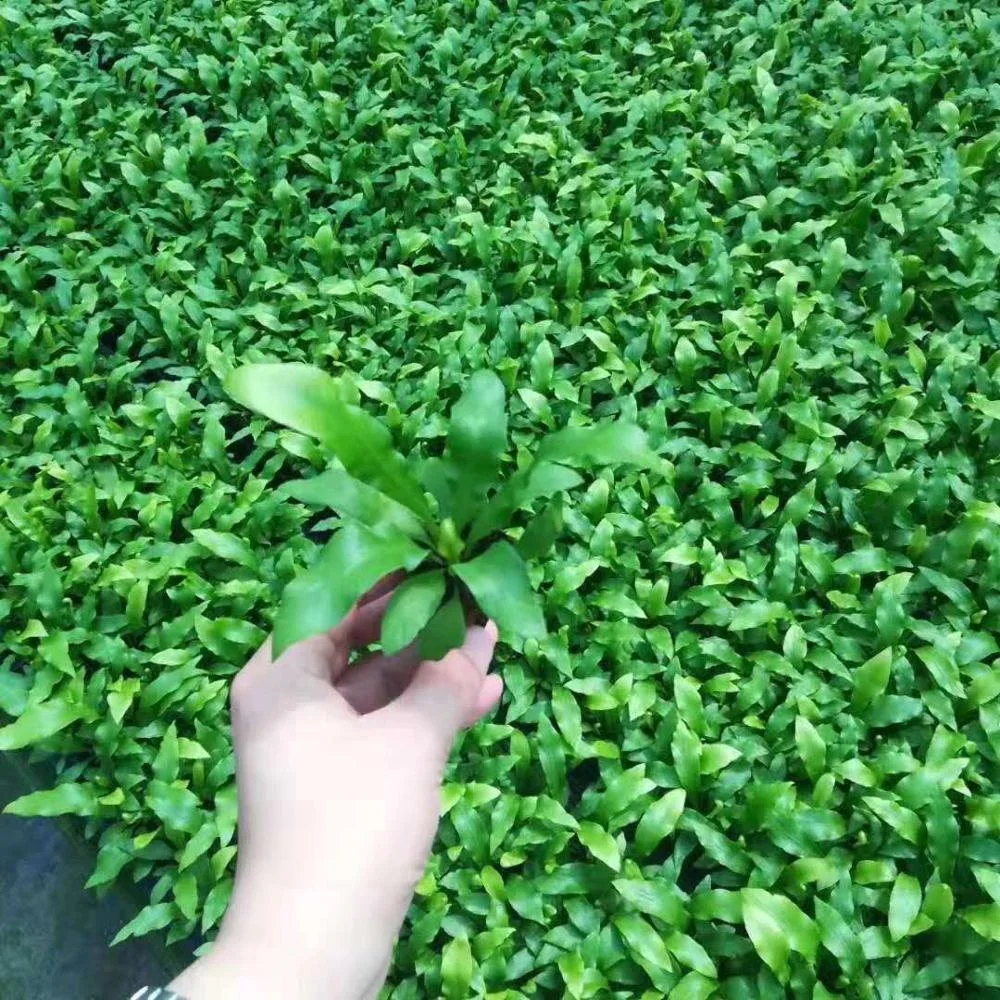 Tissue culture seedlings Sparrow leaf fern  green plant seedling