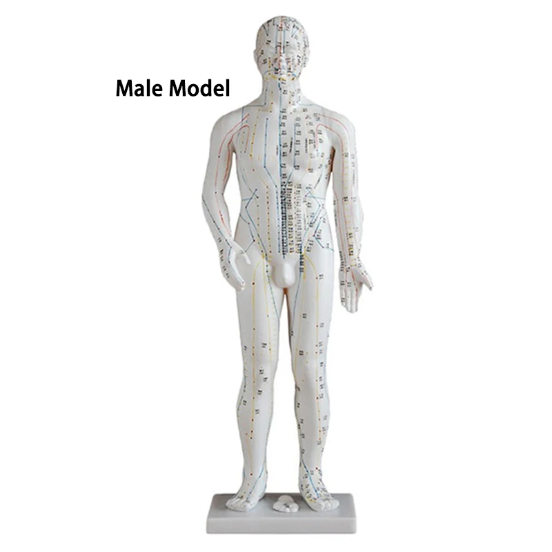 50cm Male Human Body Acupuncture Model Man Meridians Model Chinese Medicine Teaching Medical Education Appliances