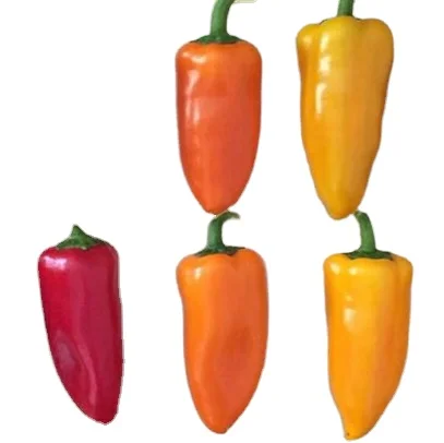 2018 новый продукт, мини-сладкий перец, цветной перец F1, поставщик