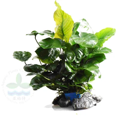 Маленькая квадратная чашка Anubias barteri var. Кофейная фолия настоящие растения для украшения аквариума