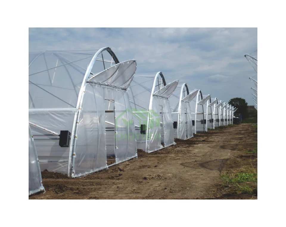 CHOYUEH Low cost tunnel film greenhouse for growing strawberry