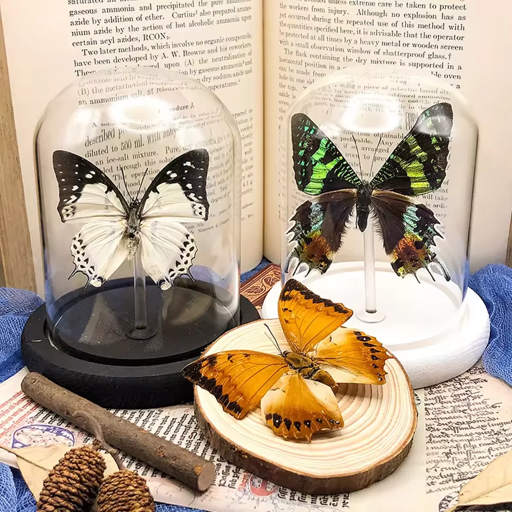 High quality Gift Biological Teaching real butterfly specimen wholesale dried wood base real butterfly specimen with glass dome