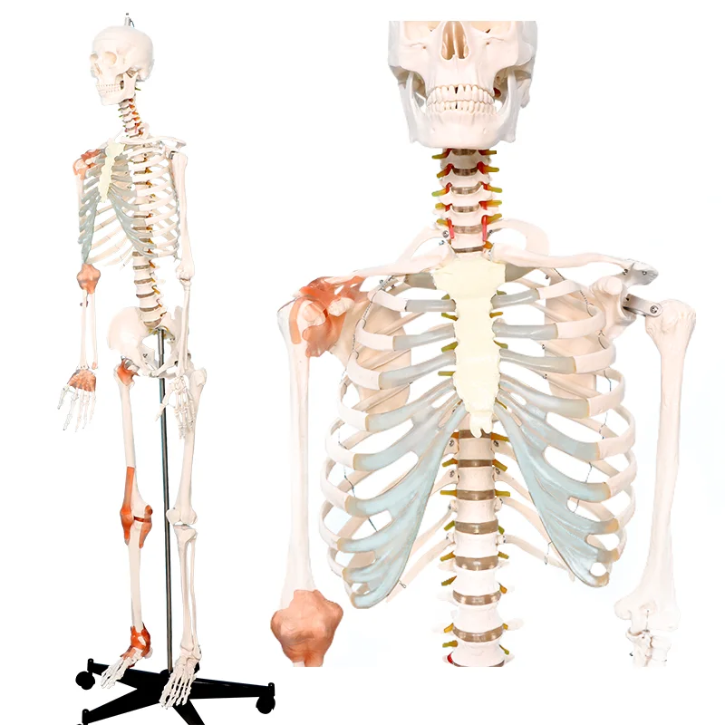An adult skeleton model of joint collateral ligament