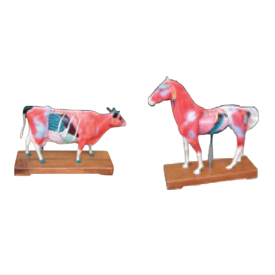 ADA Medical Teaching Horse acupuncture model and Cattle acupuncture model for Disease Demonstration Medical Teaching Tool