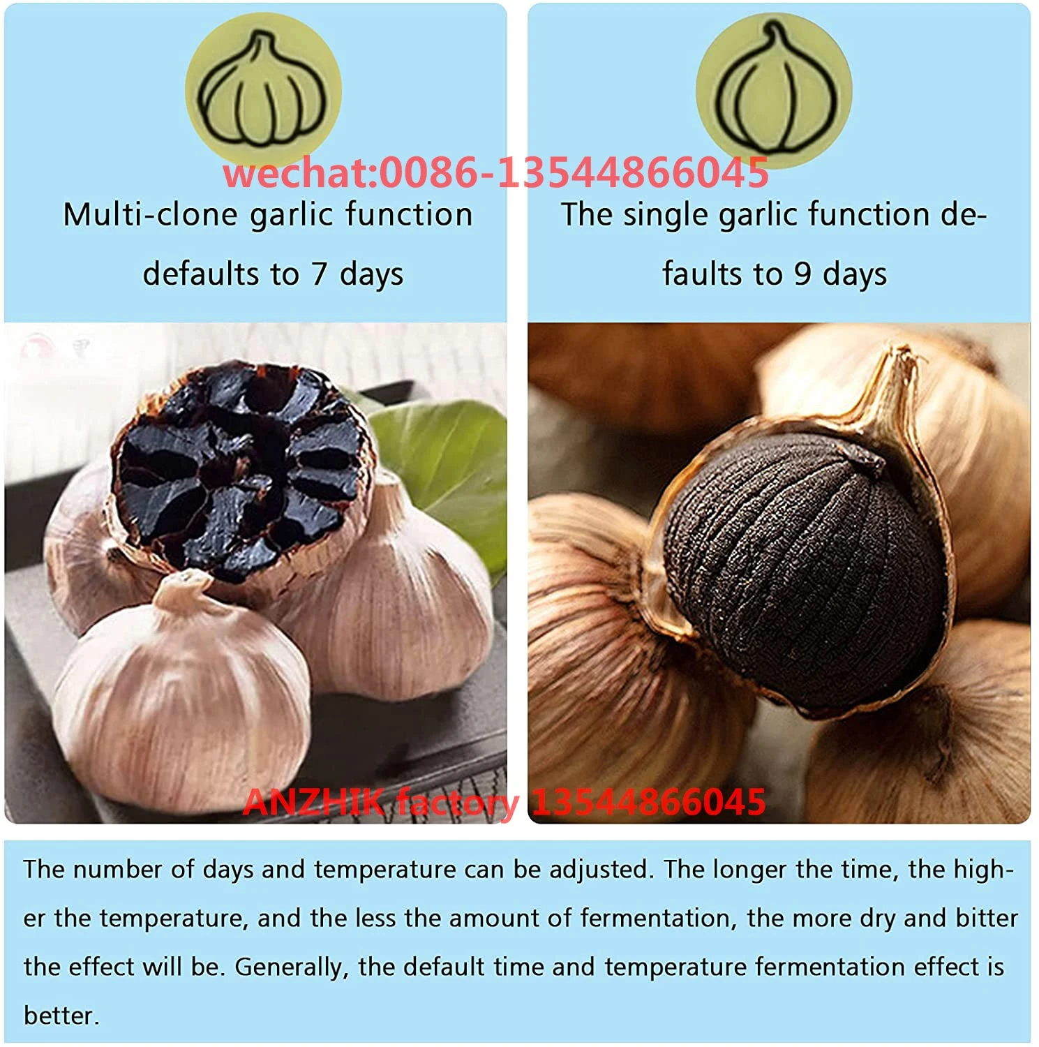 garlic fermenting days