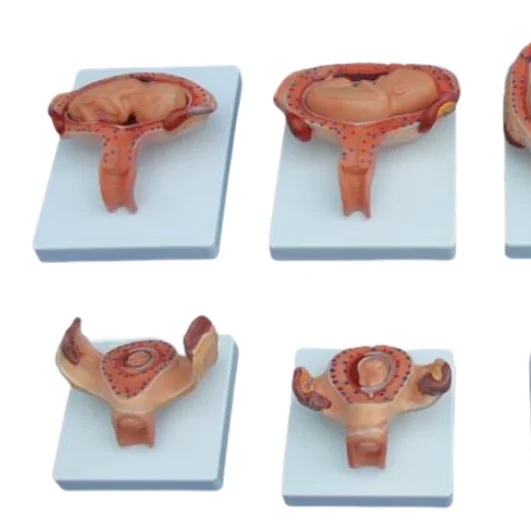 ADA Medical Science the Development Process for Fetus and the Development Process for Fetus (Half-Size) for Teaching