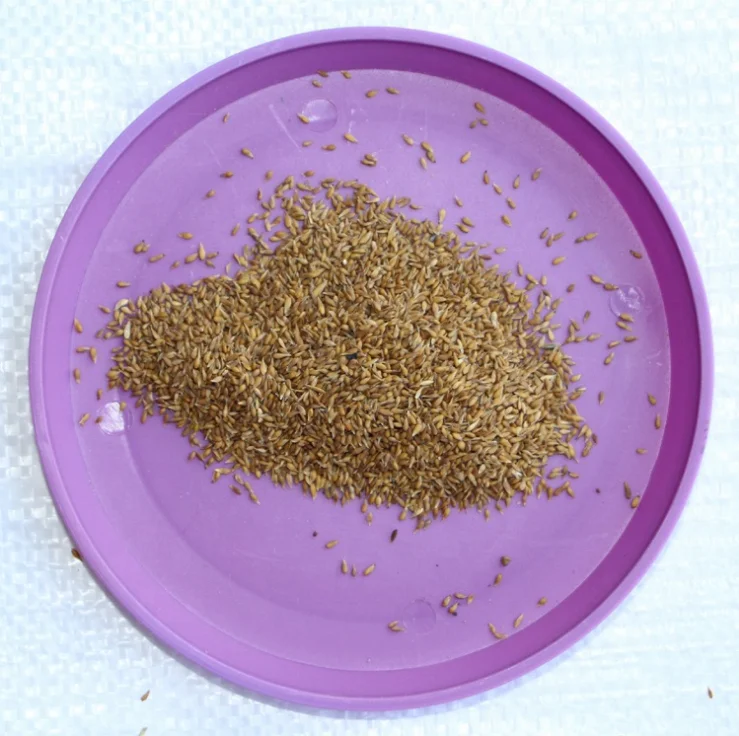 Китайские чистые семена Alfalfa, семена zoysia japonica, семена травы zoysia