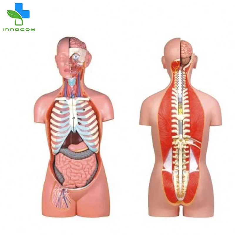 17 parts 85cm Sexless Torso medical education use Sexless Torso human body anatomy model