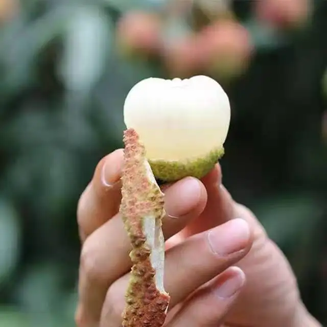 Lychee In Tin Canned Lychee 100% Natural From China With High Quality&Cheap Price