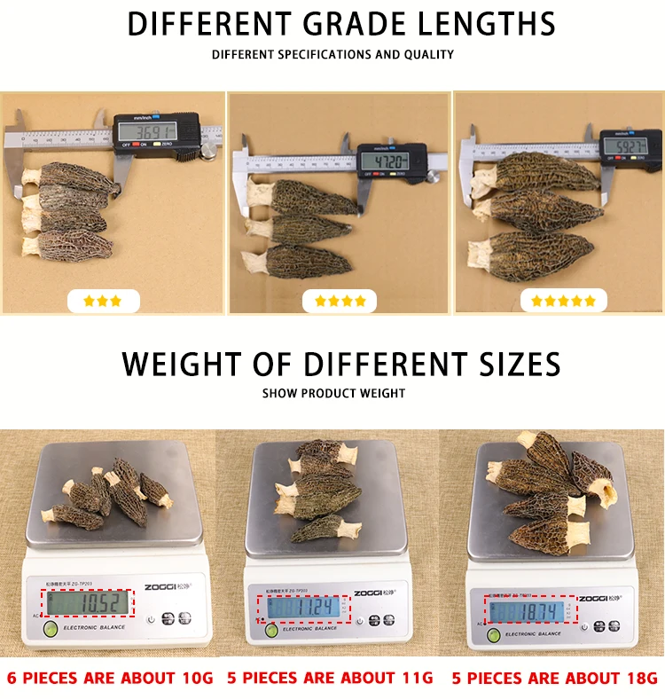 High quality Natural Grow Wild Morel Mushroom Dry Wholesale Price Morel Mushroom