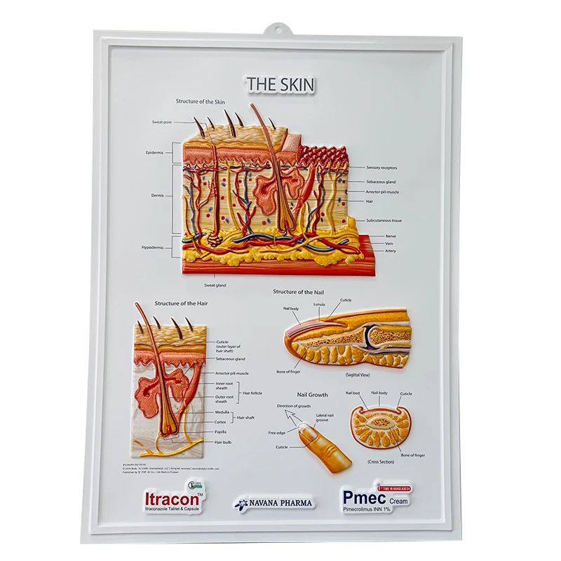 3d medical poster (1)