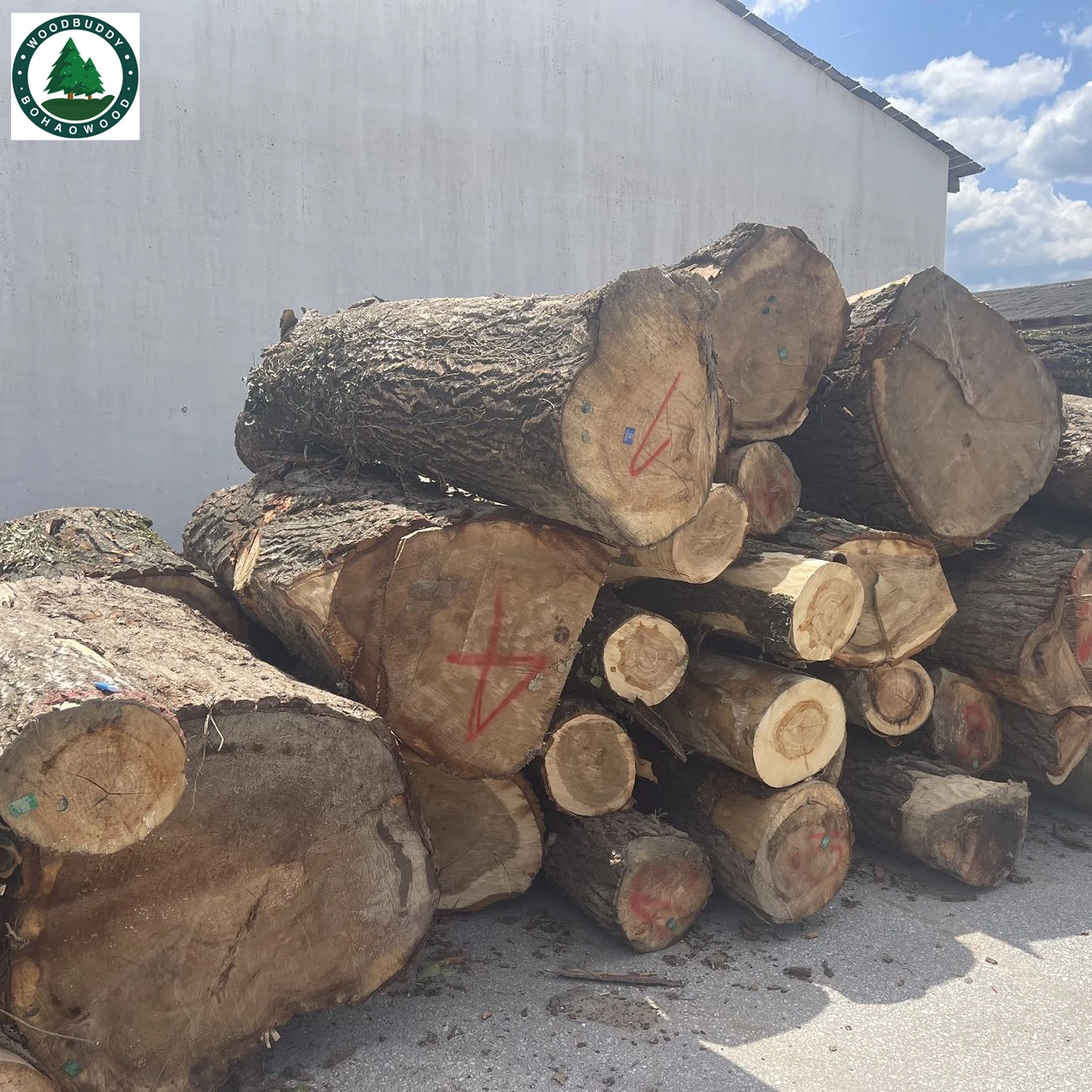 Aspen tree wood hometown factory wholesale poplar solid wood bleached and carbonized color
