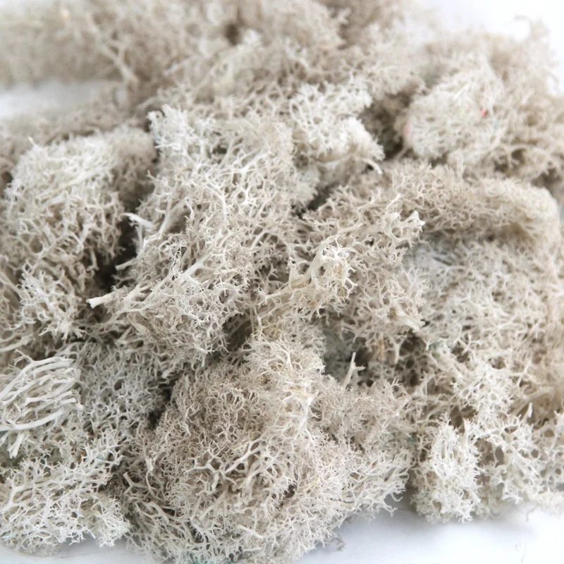 wholesale purple natural non-artificial reindeer preserved moss grass roses flower stabilized for wall decoration