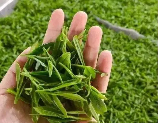 
Green tea extract 100% Natural Epicatechin 