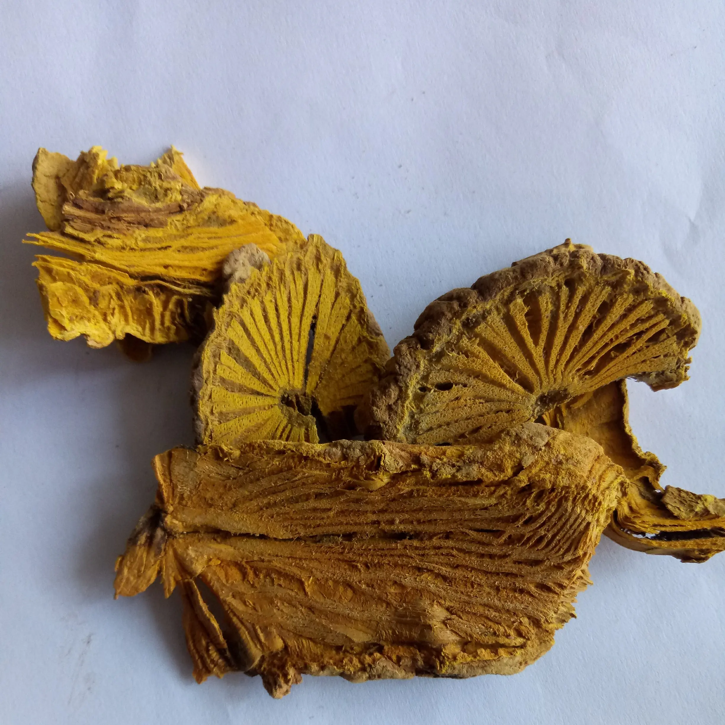 
dried botanical herb Caulis Fibraureae Common Fibraurea Stem slices 