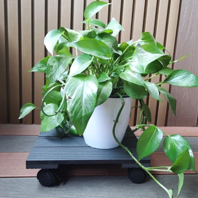 WPC plant roller square  30cm rolling coaster flower roller