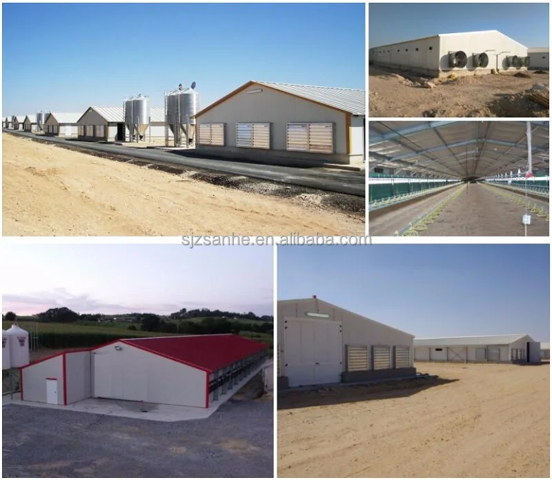 pullets bird shed  (2).jpg