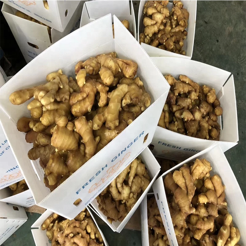 Wholesales High Quality Fresh Elephant Ginger From Chinese Newest Crop 2023 Fresh Ginger
