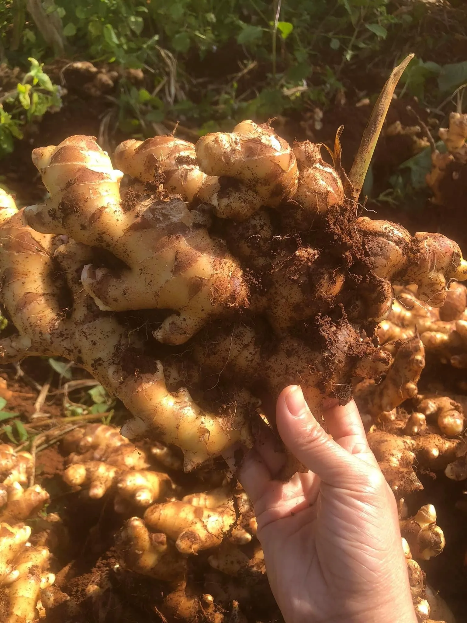 Поставка свежих имбирных овощей Быстрая доставка приготовление пищи соответствует требованиям заказчика, сделанным во Вьетнаме