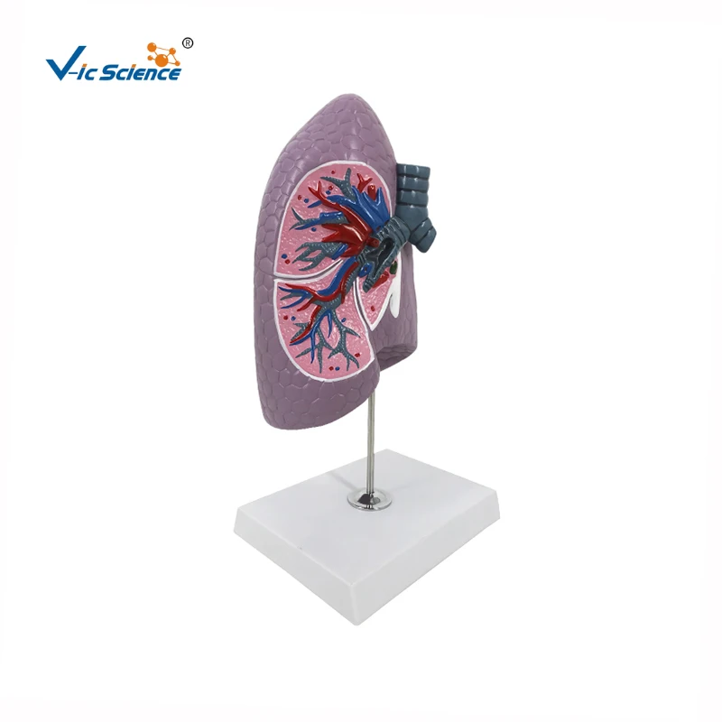 Biology Model for Left and Right Lung for Hospital Usage