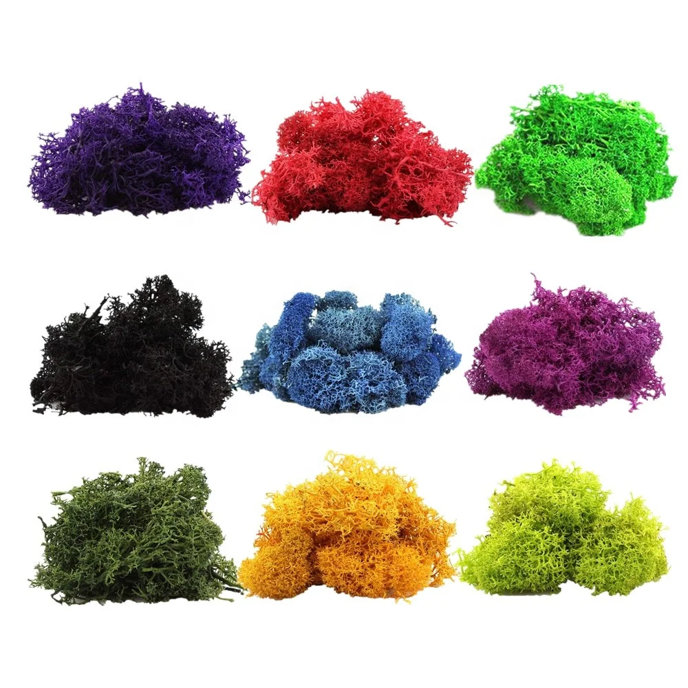 Reindeer Moss Wall Decoration Preserved Floral Decorative Moss Eternal Natural Preserved Moss