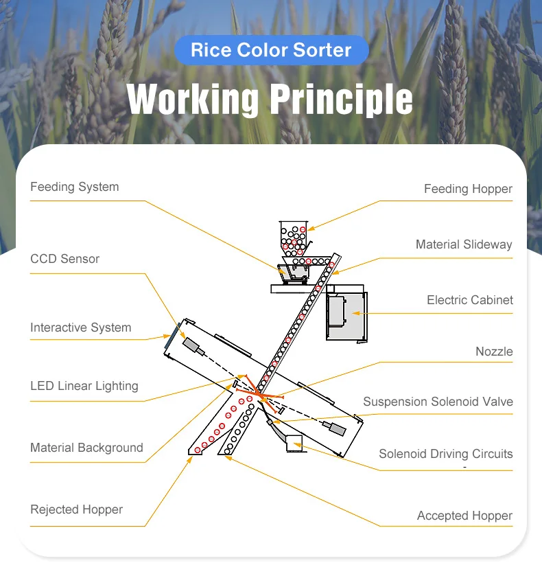WENYAO CCD Optical Rice Cleaning Color Sorting Machine For Rice Mill Black Brown Rice Seperator