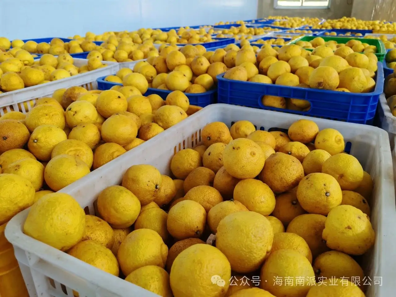 Natural spray dried Golden Pomelo Juice Powder for juice confectionery cany milk tea instant fruit drink from NESTLE vendor