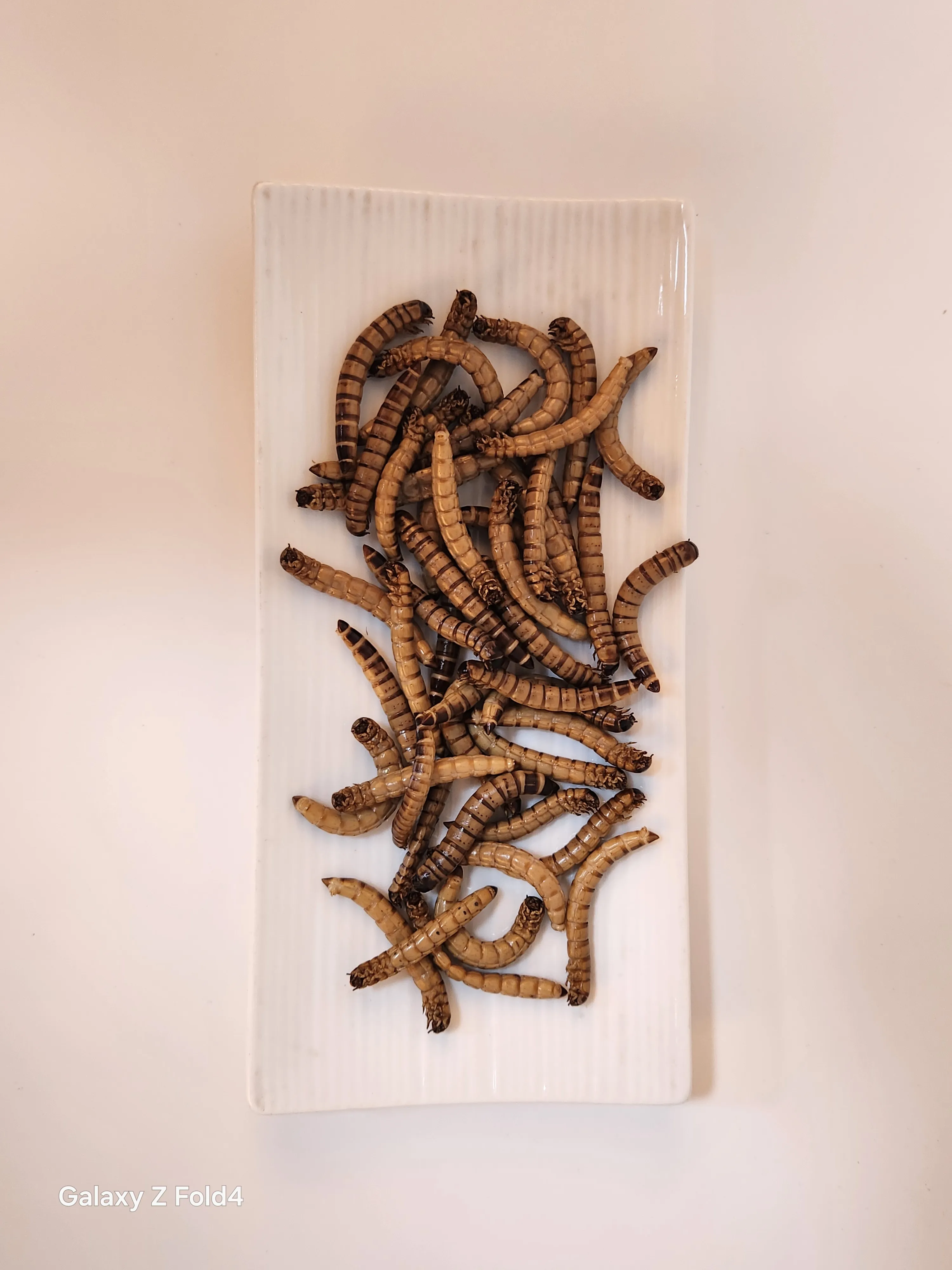 Chinese factory high nutritious Fresh superworm Fresh barley worm for your lovely pet