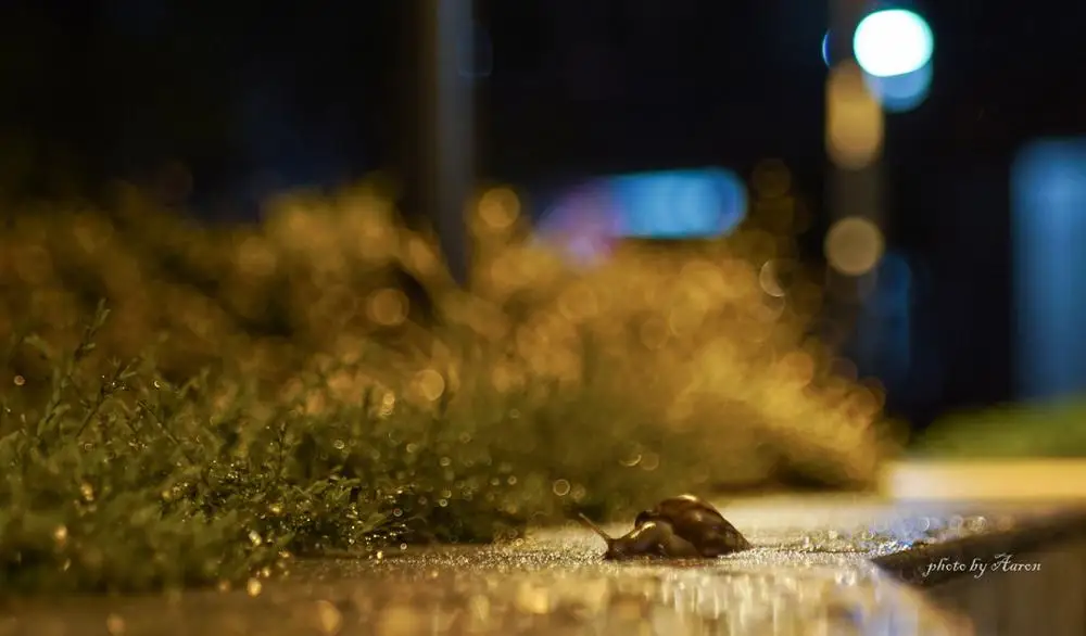 Lightdow 85 мм F1.8 ручной фокус камера объектив для Nikon D850 D800 D750 D610 D300 D3100 D3200 D3400 D5100
