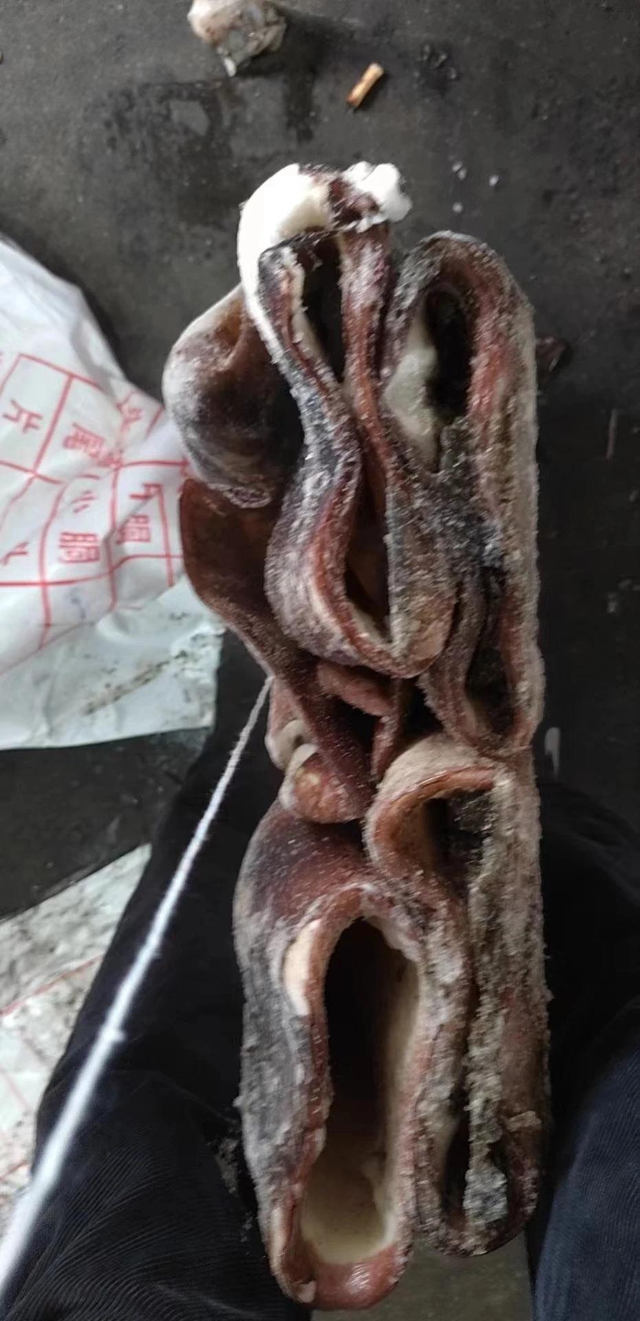 Высококачественный свежий замороженный гигантский кальмар seafrozen, производство Китай