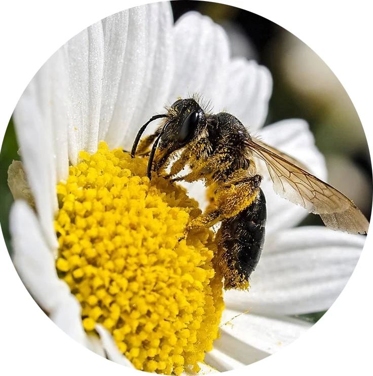  Высокое качество стандарт ЕС fesh royal jelly 1.4%
