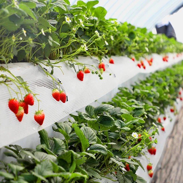 High Quality PVC Soilless Cultivation Planter Gutter Strawberry Greenhouse Hydroponic Growing Shelf Indoor And Outdoor