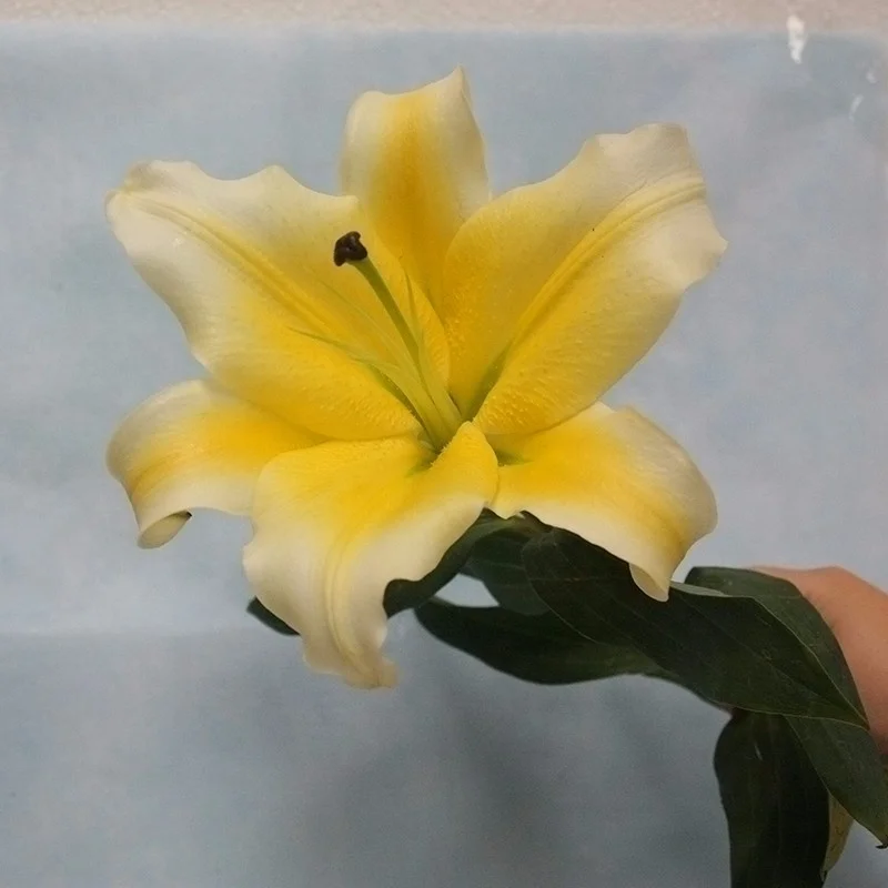 Natural Real Touch Lilium Yellow Lily For Cut Flower Wholesale